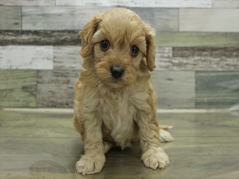 滋賀県のキャバプー(キャバリア×プードル) (ワンラブカインズ彦根店/2025年10月24日生まれ/女の子/クリーム)の子犬の3枚目の画像