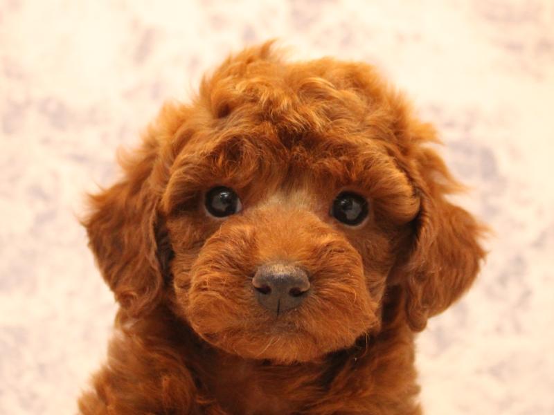 埼玉県のトイプードル(トイ) (ワンラブ埼玉寄居店/2025年10月25日生まれ/女の子/レッド)の子犬の1枚目の画像