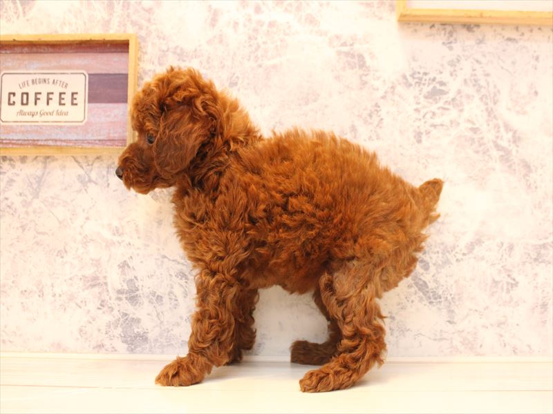 埼玉県のトイプードル(トイ) (ワンラブ埼玉寄居店/2025年10月25日生まれ/女の子/レッド)の子犬の3枚目の画像