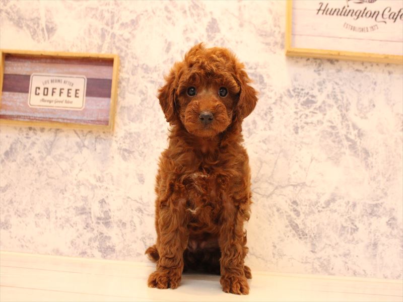 埼玉県のトイプードル(トイ) (ワンラブ埼玉寄居店/2025年10月25日生まれ/女の子/レッド)の子犬の2枚目の画像