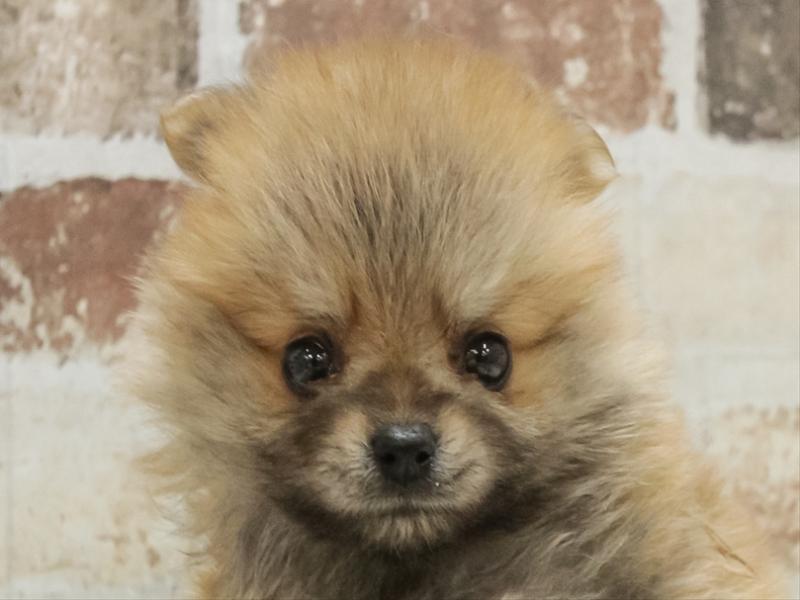 宮崎県のポメラニアン (ワンラブｽｰﾊﾟｰｾﾝﾀｰﾆｼﾑﾀ五十市店/2025年10月26日生まれ/男の子/オレンジ)の子犬