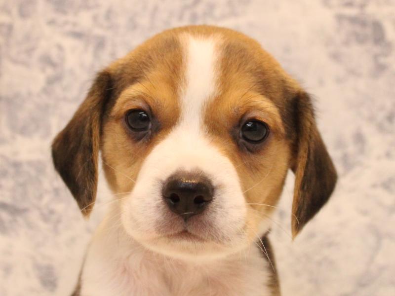 埼玉県のビーグル (ワンラブ埼玉寄居店/2025年10月25日生まれ/男の子/ブラックタンホワイト)の子犬の1枚目の画像