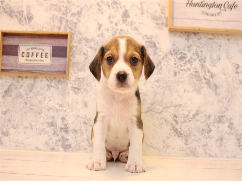 埼玉県のビーグル (ワンラブ埼玉寄居店/2025年10月25日生まれ/男の子/ブラックタンホワイト)の子犬の2枚目の画像