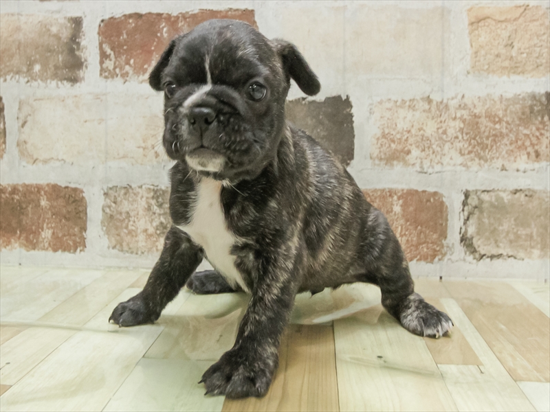 滋賀県のフレンチブルドッグ (ワンラブピエリ守山店/2025年10月25日生まれ/女の子/ブリンドル)の子犬の2枚目の画像