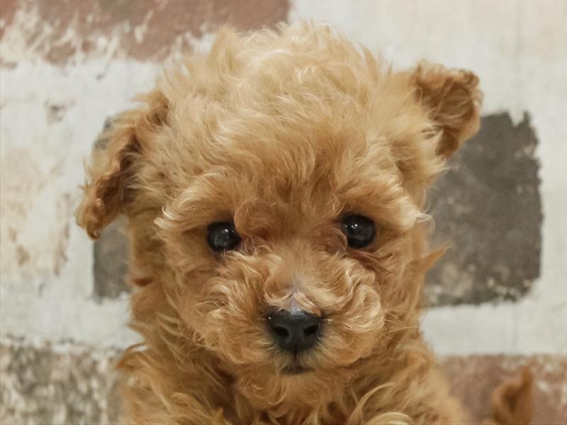 岩手県のトイプードル(トイ) (ワンラブイオンモール盛岡店/2025年10月25日生まれ/女の子/アプリコット)の子犬の1枚目の画像