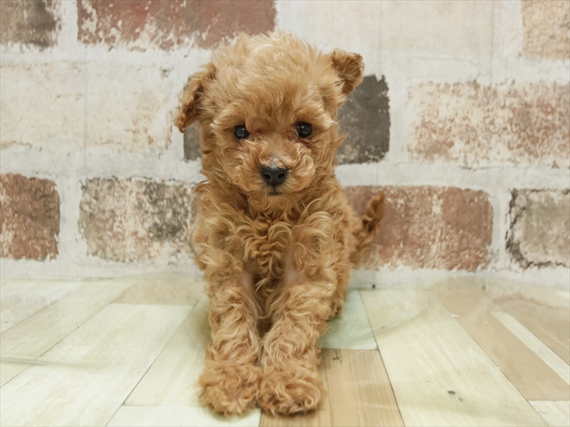 岩手県のトイプードル(トイ) (ワンラブイオンモール盛岡店/2025年10月25日生まれ/女の子/アプリコット)の子犬の3枚目の画像