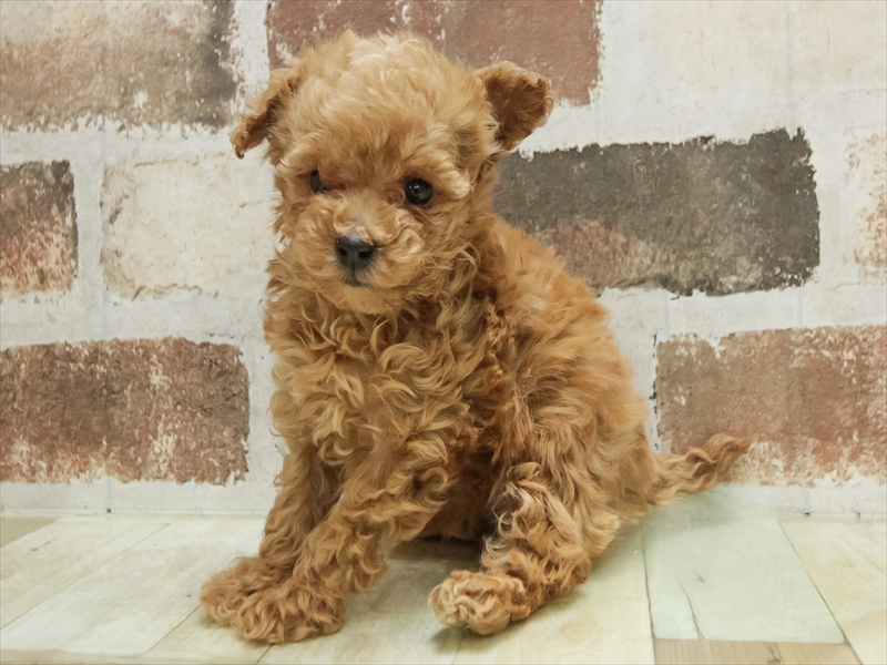 岩手県のトイプードル(トイ) (ワンラブイオンモール盛岡店/2025年10月25日生まれ/女の子/アプリコット)の子犬の2枚目の画像