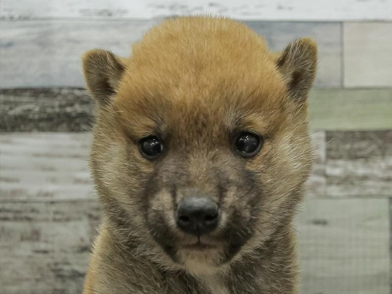 福岡県の柴犬(標準サイズ) (ワンラブ福岡総本店/2025年10月25日生まれ/男の子/赤)の子犬の1枚目の画像