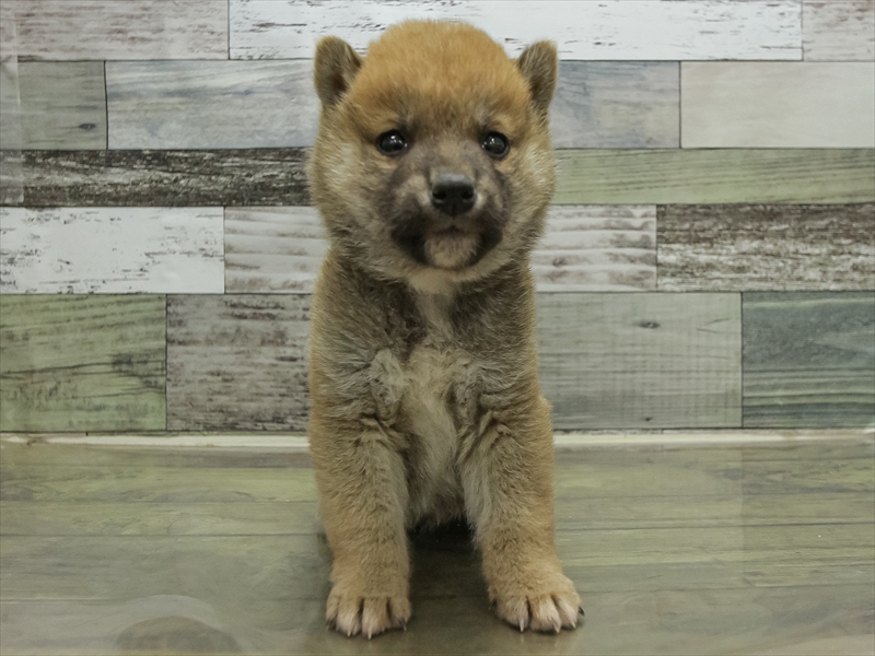 福岡県の柴犬(標準サイズ) (ワンラブ福岡総本店/2025年10月25日生まれ/男の子/赤)の子犬の3枚目の画像