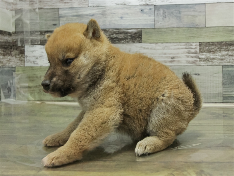 福岡県の柴犬(標準サイズ) (ワンラブ福岡総本店/2025年10月25日生まれ/男の子/赤)の子犬の2枚目の画像