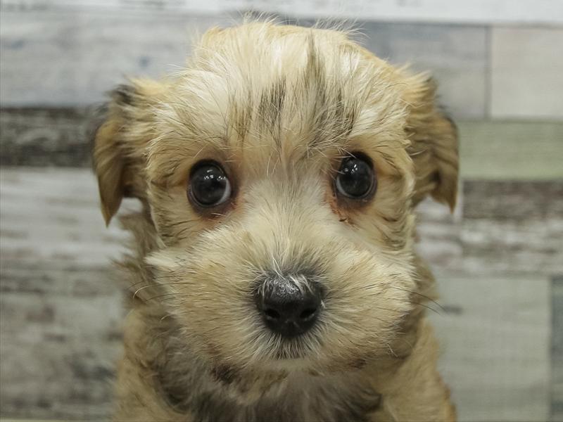 鹿児島県のハーフ犬・ミックス犬 (ワンラブニシムタ与次郎店/2025年10月22日生まれ/女の子/レッド)の子犬