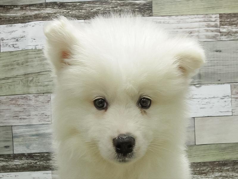 岩手県のサモエド (ワンラブイオンモール盛岡店/2025年10月21日生まれ/男の子/ホワイト)の子犬の1枚目の画像