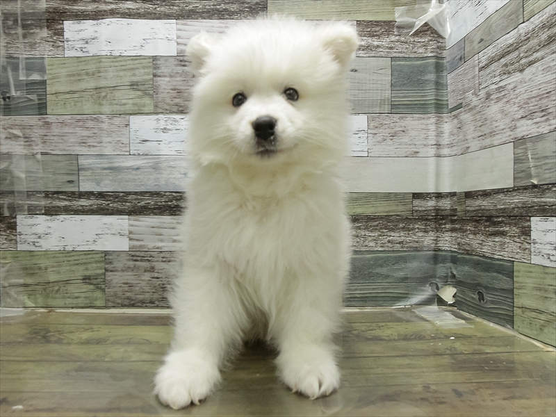 岩手県のサモエド (ワンラブイオンモール盛岡店/2025年10月21日生まれ/男の子/ホワイト)の子犬の3枚目の画像