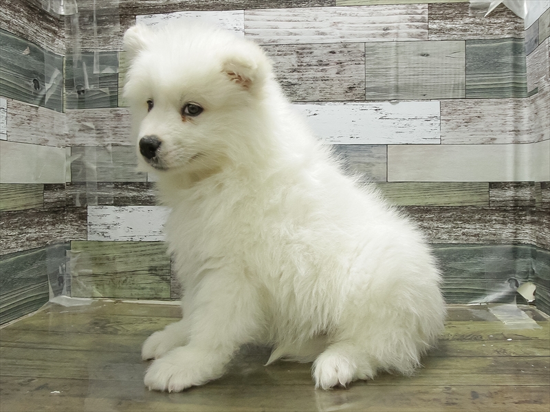 岩手県のサモエド (ワンラブイオンモール盛岡店/2025年10月21日生まれ/男の子/ホワイト)の子犬の2枚目の画像