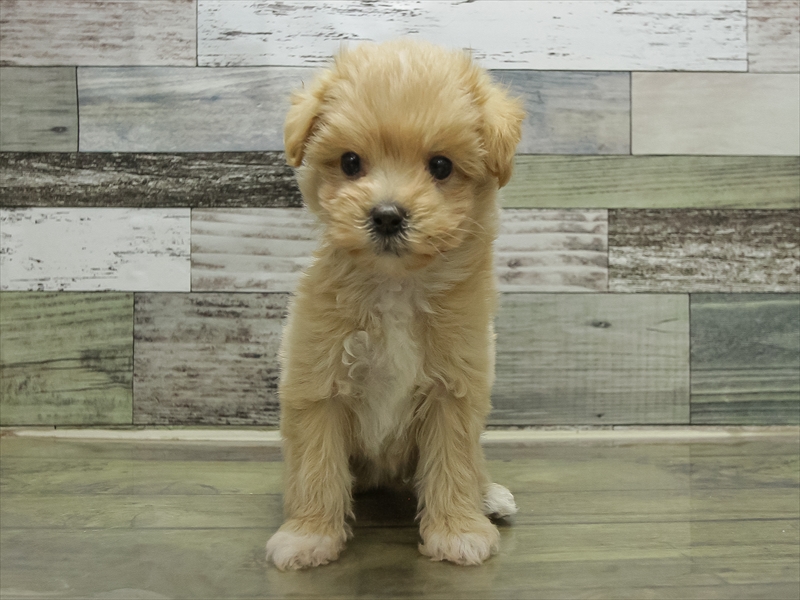 福岡県のマルプー(マルチーズ×プードル) (ワンラブ福岡総本店/2025年10月23日生まれ/女の子/アプリコット)の子犬の3枚目の画像