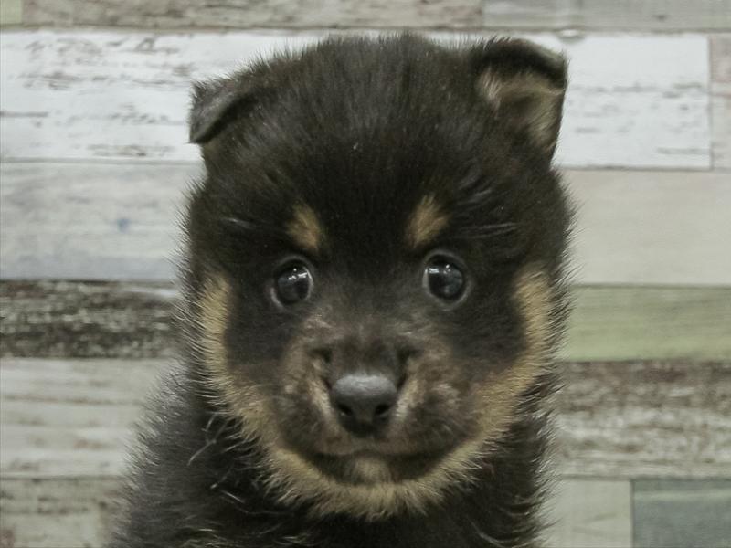 福岡県のポメ柴/豆ポメ/ポメ豆柴(ポメラニアン×柴犬) (ワンラブ福岡総本店/2025年10月24日生まれ/男の子/黒)の子犬