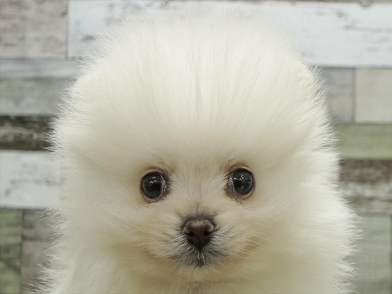 福岡県のポメラニアン (ワンラブ福岡総本店/2025年10月25日生まれ/男の子/クリーム)の子犬