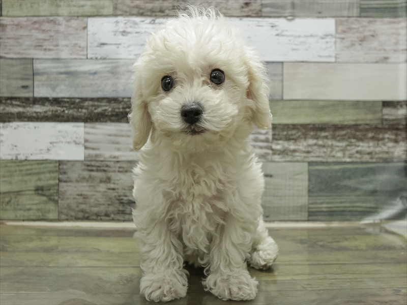 愛知県のハーフ犬・ミックス犬 (ワンラブカインズ小牧店(FC)/2025年10月22日生まれ/男の子/ホワイト)の子犬の3枚目の画像