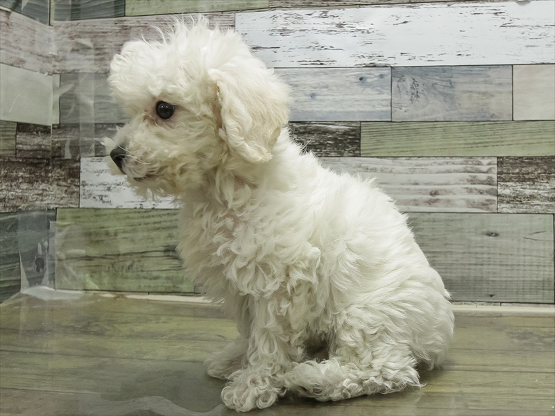 愛知県のハーフ犬・ミックス犬 (ワンラブカインズ小牧店(FC)/2025年10月22日生まれ/男の子/ホワイト)の子犬の2枚目の画像