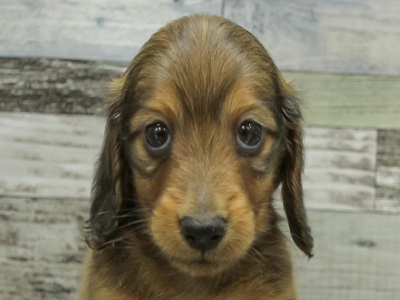 兵庫県のミニチュアダックスフンド(ロング) (ワンラブドン・キホーテ西宮店/2025年10月24日生まれ/男の子/レッド)の子犬の1枚目の画像