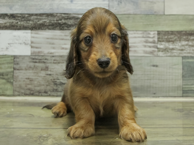 兵庫県のミニチュアダックスフンド(ロング) (ワンラブドン・キホーテ西宮店/2025年10月24日生まれ/男の子/レッド)の子犬の3枚目の画像