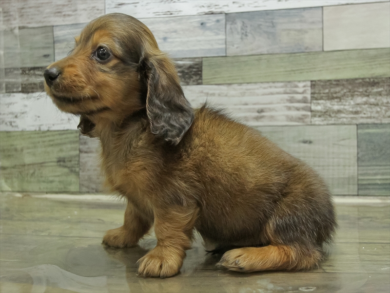 兵庫県のミニチュアダックスフンド(ロング) (ワンラブドン・キホーテ西宮店/2025年10月24日生まれ/男の子/レッド)の子犬の2枚目の画像