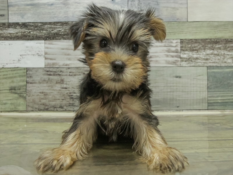 静岡県のヨークシャーテリア (ワンラブ浜松本店/2025年10月24日生まれ/男の子/スチールブルータン)の子犬の3枚目の画像