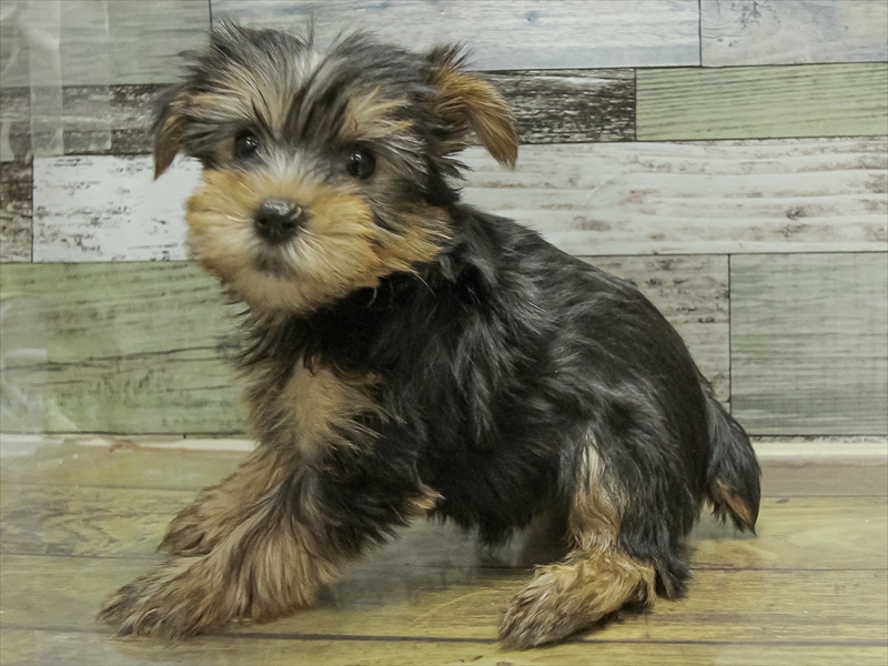 静岡県のヨークシャーテリア (ワンラブ浜松本店/2025年10月24日生まれ/男の子/スチールブルータン)の子犬の2枚目の画像