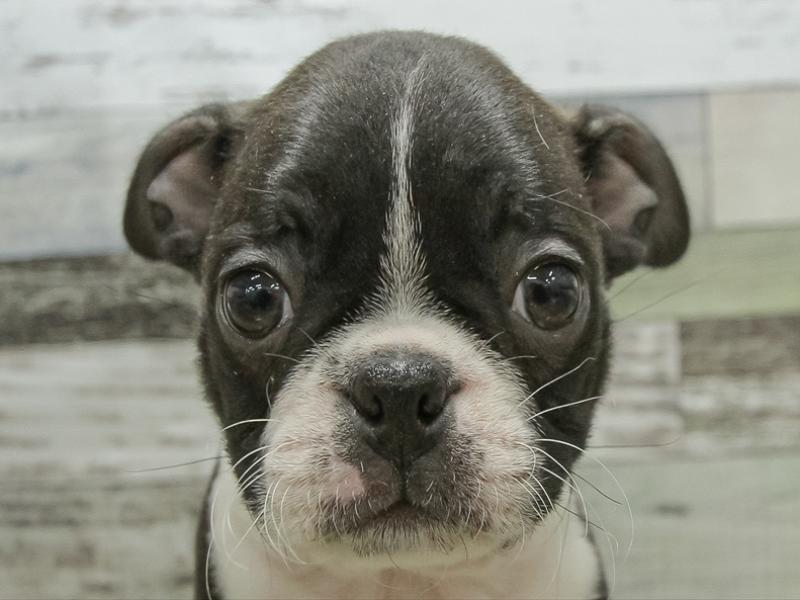 福岡県のボストンテリア (ワンラブ福岡総本店/2025年10月24日生まれ/男の子/ボストンカラー)の子犬