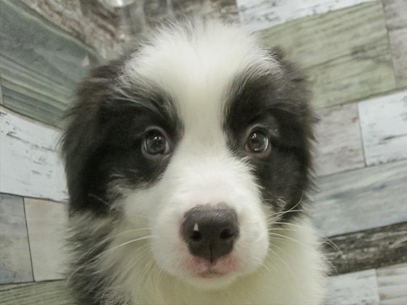 鹿児島県のボーダーコリー (ワンラブニシムタ N'sCITY谷山店/2025年10月25日生まれ/男の子/ブラックホワイト)の子犬