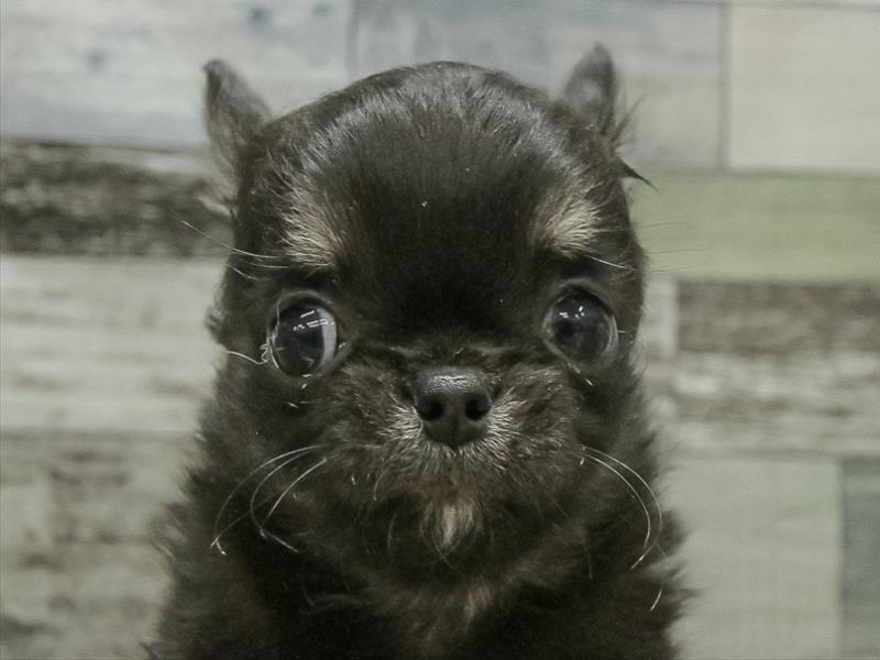 静岡県のチワワ(ロング) (ワンラブカインズ浜松雄踏店/2025年10月26日生まれ/男の子/ブラックタンホワイト)の子犬の1枚目の画像