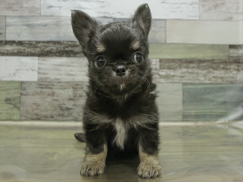 静岡県のチワワ(ロング) (ワンラブカインズ浜松雄踏店/2025年10月26日生まれ/男の子/ブラックタンホワイト)の子犬の3枚目の画像