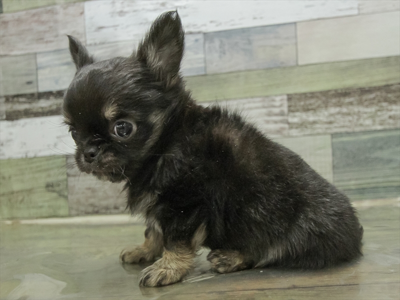静岡県のチワワ(ロング) (ワンラブカインズ浜松雄踏店/2025年10月26日生まれ/男の子/ブラックタンホワイト)の子犬の2枚目の画像