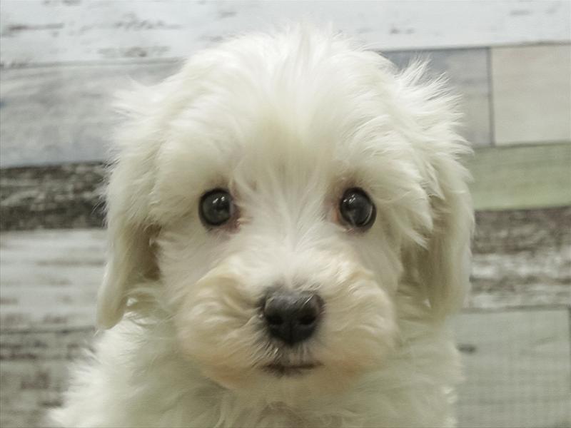 滋賀県のハーフ犬・ミックス犬 (ワンラブカインズ彦根店/2025年10月25日生まれ/男の子/ホワイト)の子犬