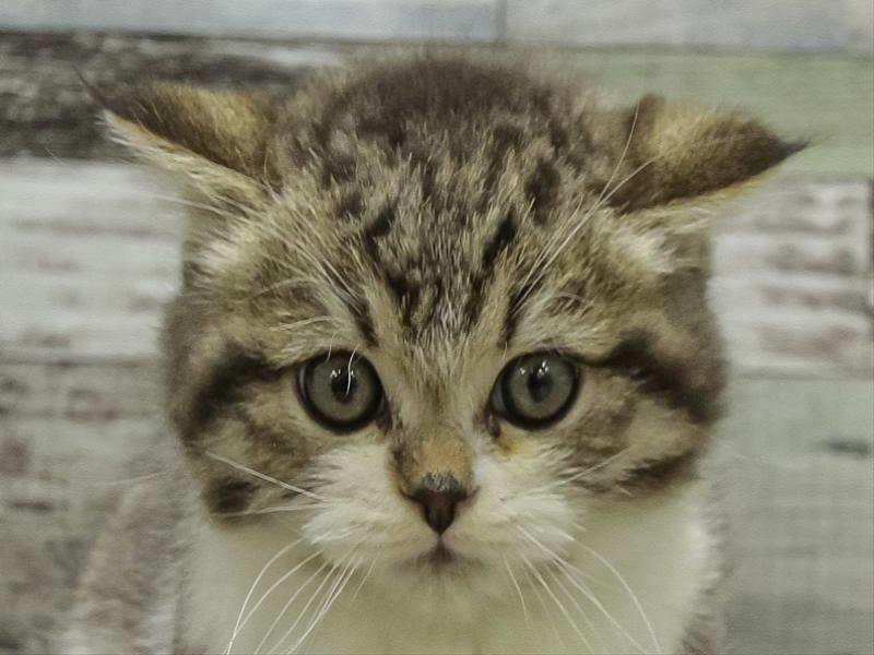 静岡県のスコティッシュフォールド (ワンラブ浜松本店/2025年10月23日生まれ/女の子/ブラウンタビーホワイト)の子猫の1枚目の画像