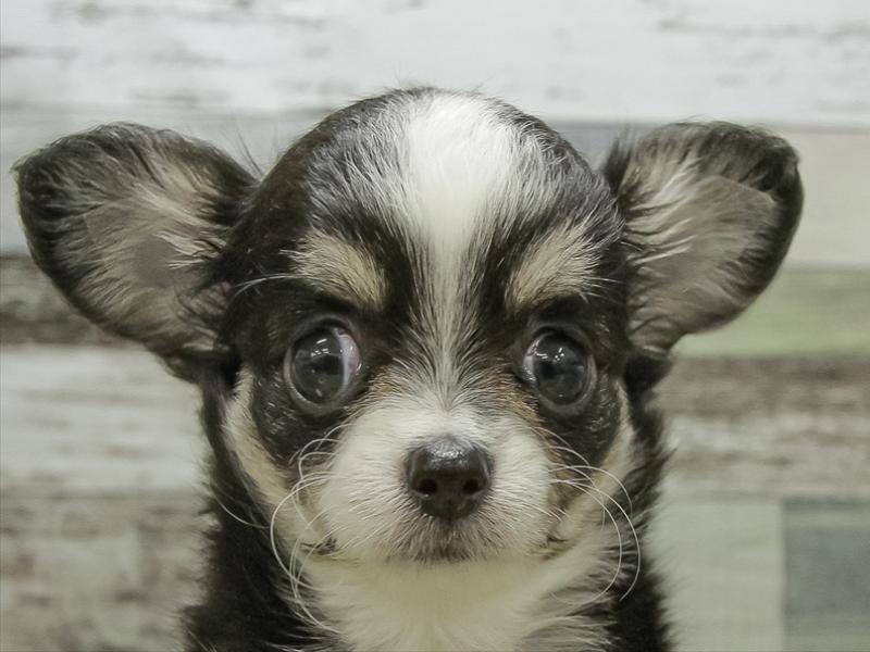 愛知県のチワワ(ロング) (ワンラブイオンモール新瑞橋店/2025年10月25日生まれ/男の子/ブラッククリームホワイト)の子犬の1枚目の画像