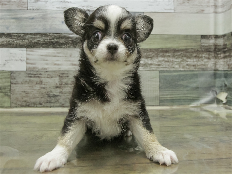 愛知県のチワワ(ロング) (ワンラブイオンモール新瑞橋店/2025年10月25日生まれ/男の子/ブラッククリームホワイト)の子犬の3枚目の画像