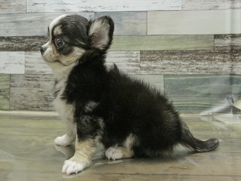 愛知県のチワワ(ロング) (ワンラブイオンモール新瑞橋店/2025年10月25日生まれ/男の子/ブラッククリームホワイト)の子犬の2枚目の画像