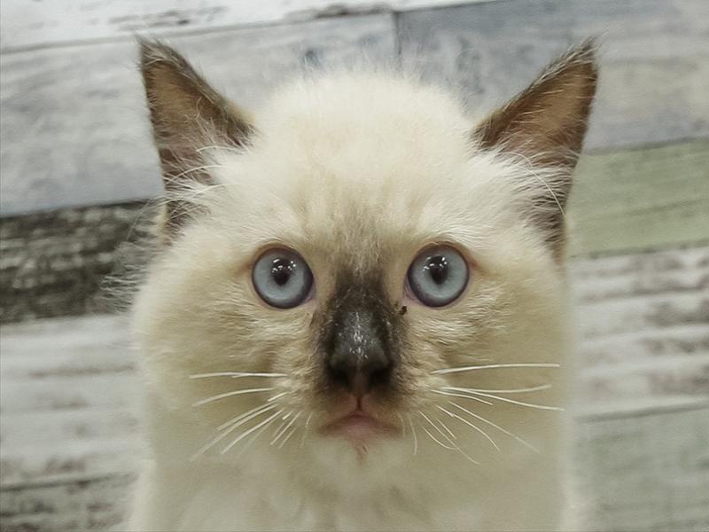 静岡県のラグドール (ワンラブカインズ沼津店/2025年10月26日生まれ/女の子/シールポイントミテッド)の子猫の1枚目の画像