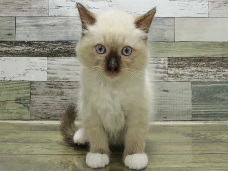 静岡県のラグドール (ワンラブカインズ沼津店/2025年10月26日生まれ/女の子/シールポイントミテッド)の子猫の3枚目の画像