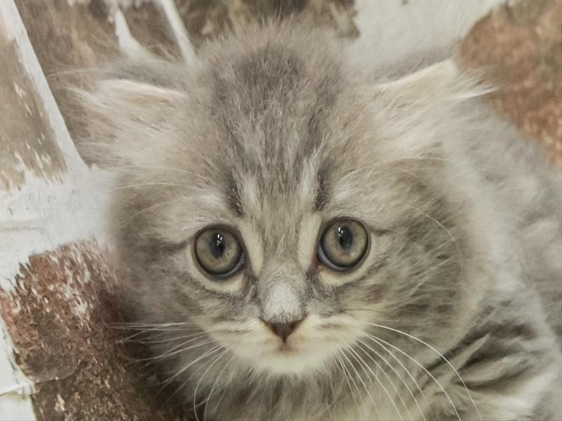 岩手県のスコティッシュフォールド (ワンラブイオンモール盛岡店/2025年10月25日生まれ/男の子/ブルータビー)の子猫の1枚目の画像