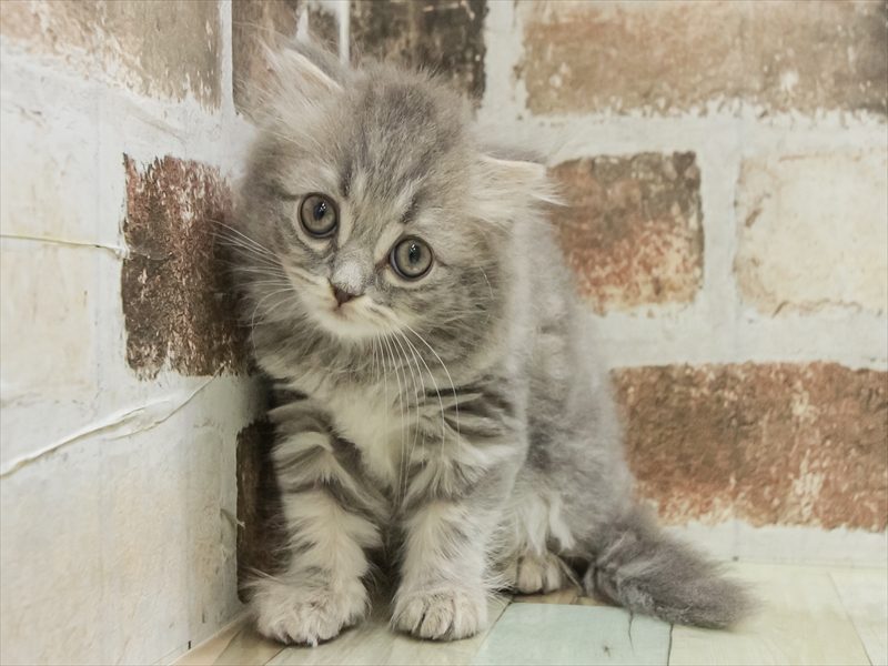 岩手県のスコティッシュフォールド (ワンラブイオンモール盛岡店/2025年10月25日生まれ/男の子/ブルータビー)の子猫の3枚目の画像