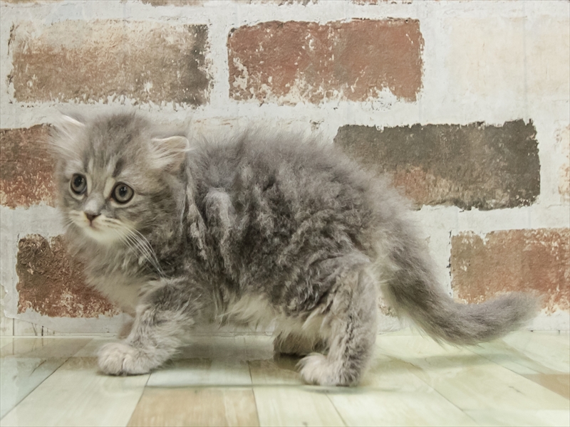 岩手県のスコティッシュフォールド (ワンラブイオンモール盛岡店/2025年10月25日生まれ/男の子/ブルータビー)の子猫の2枚目の画像