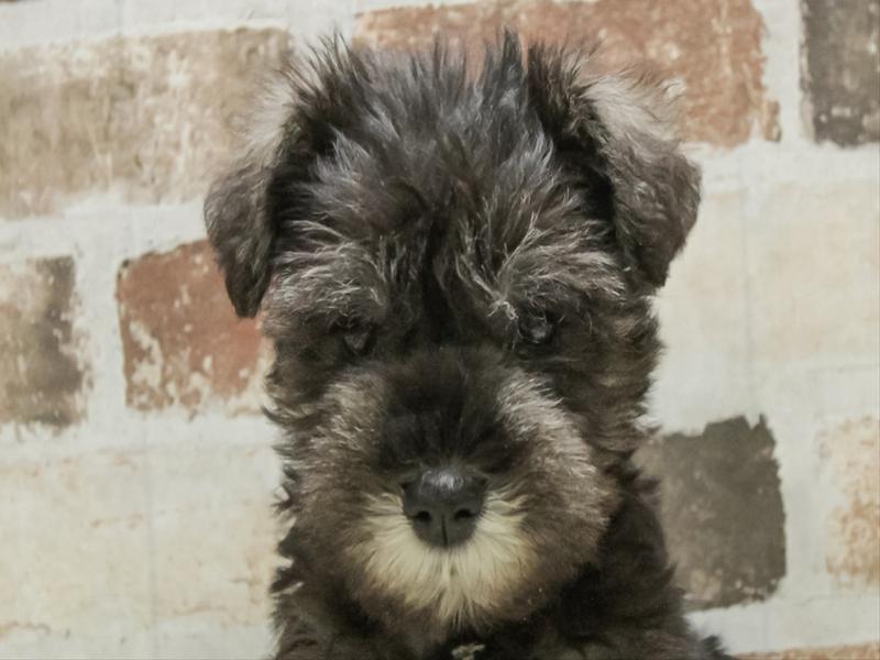 福岡県のミニチュアシュナウザー (ワンラブ福岡総本店/2025年10月23日生まれ/男の子/ソルトペッパー)の子犬