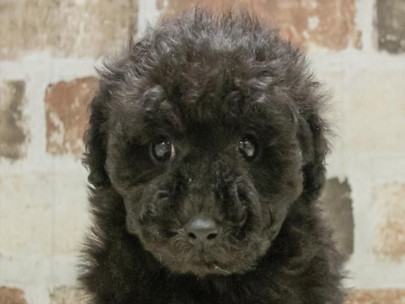 三重県のトイプードル(トイ) (ワンラブホームセンターバロー松阪店/2025年10月25日生まれ/女の子/ブラック)の子犬の1枚目の画像