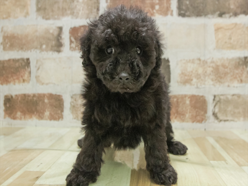 三重県のトイプードル(トイ) (ワンラブホームセンターバロー松阪店/2025年10月25日生まれ/女の子/ブラック)の子犬の3枚目の画像