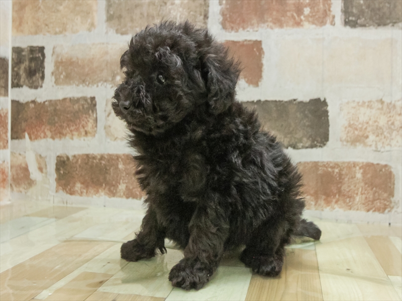 三重県のトイプードル(トイ) (ワンラブホームセンターバロー松阪店/2025年10月25日生まれ/女の子/ブラック)の子犬の2枚目の画像