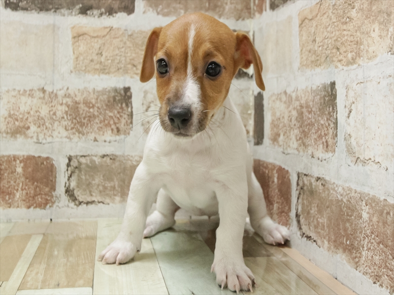 静岡県のジャックラッセルテリア (ワンラブ浜松本店/2025年10月26日生まれ/女の子/レッドホワイト)の子犬の3枚目の画像