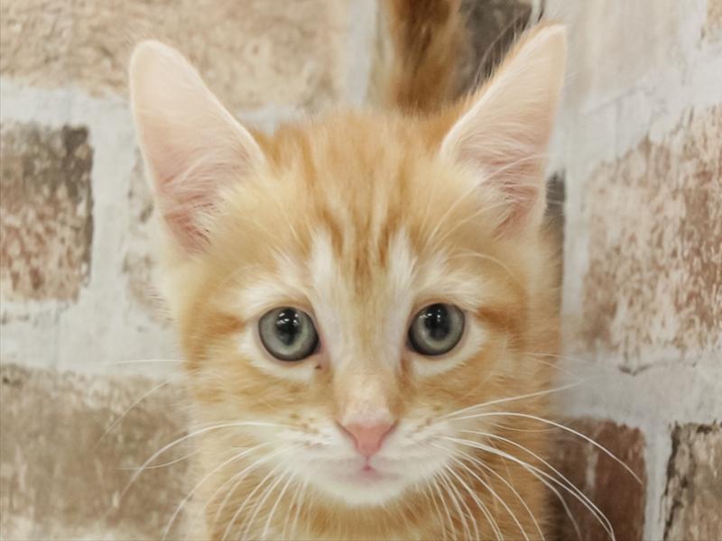 石川県のマンチカン (ワンラブイオンタウン金沢示野店/2025年10月26日生まれ/男の子/レッドタビー)の子猫