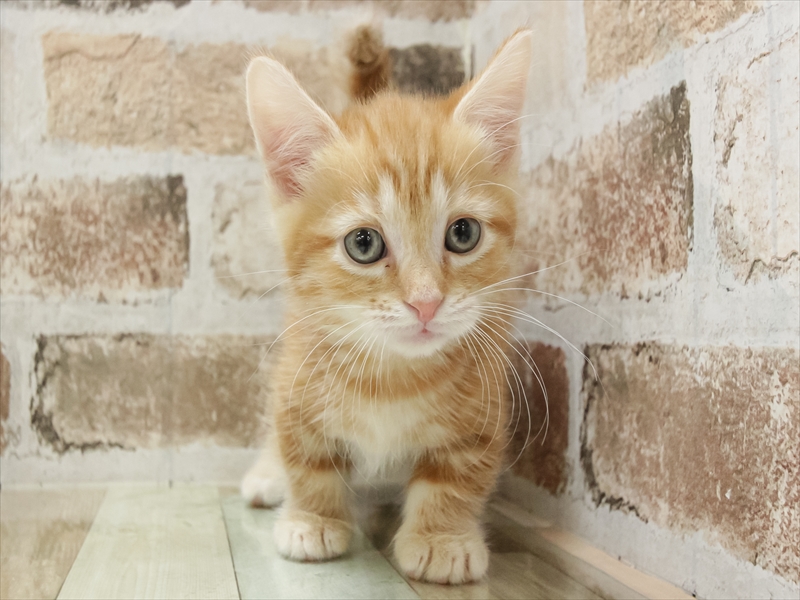 石川県のマンチカン (ワンラブイオンタウン金沢示野店/2025年10月26日生まれ/男の子/レッドタビー)の子猫の3枚目の画像